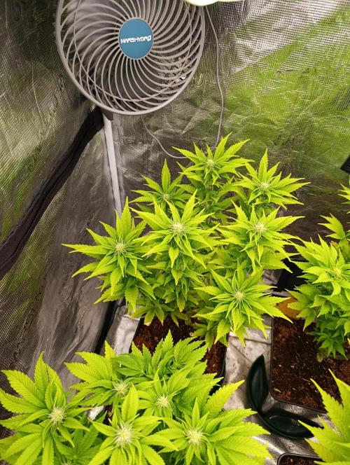 Grape Ape Marshydro. Week 9