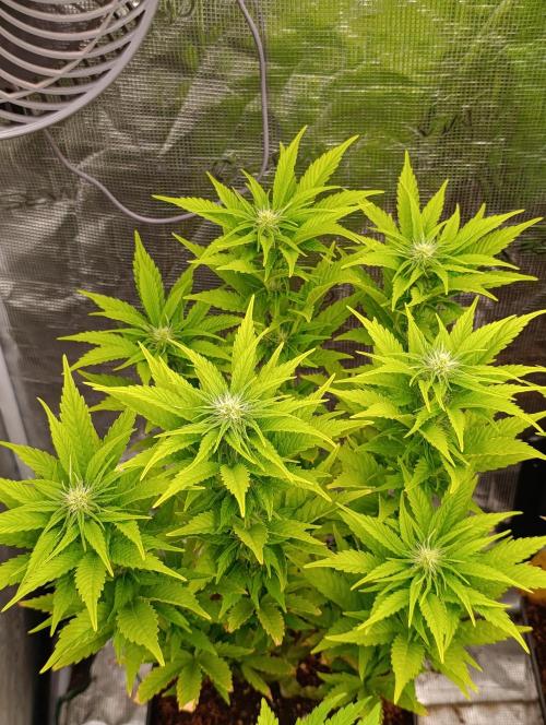 Grape Ape Marshydro. Week 9