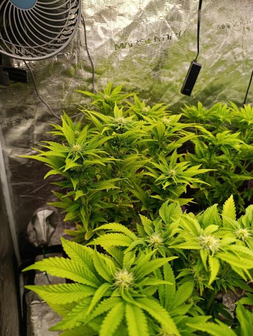 Grape Ape Marshydro. Week 9