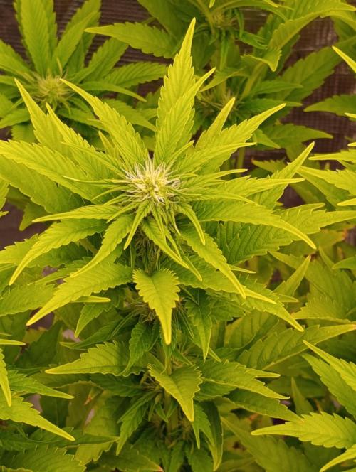 Grape Ape Marshydro. Week 9