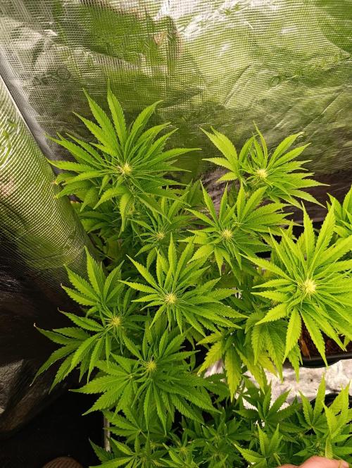 Sundae Driver Marshydro. Week 8