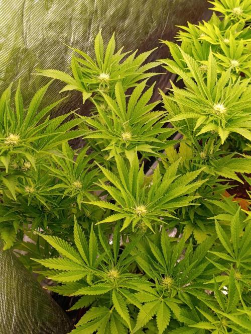 Sundae Driver Marshydro. Week 8