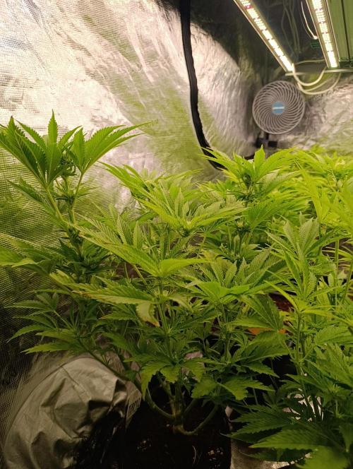 Sundae Driver Marshydro. Week 8