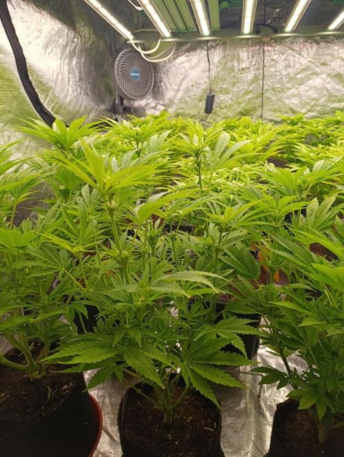 Banana Fumes. Week 8