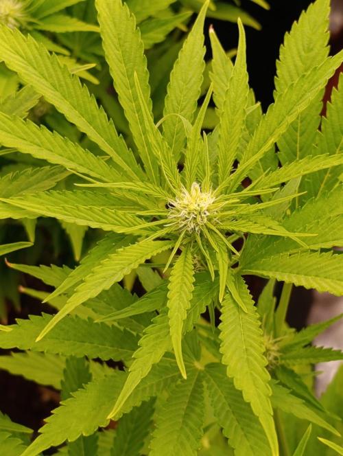 Banana Fumes. Week 8