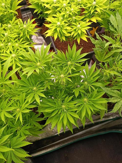 Zingatsu Xpertnutrients. Week 8