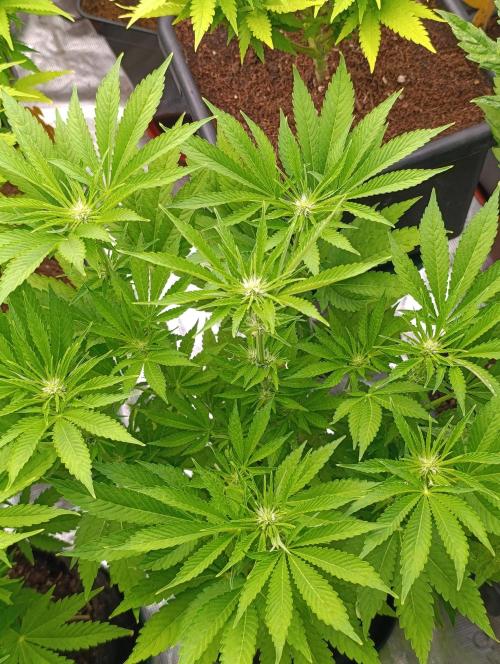 Zingatsu Xpertnutrients. Week 8