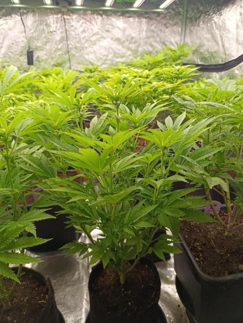 Zingatsu Xpertnutrients. Week 8