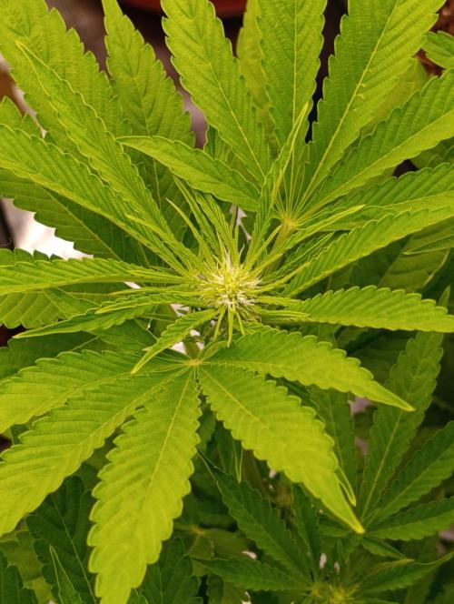 Zingatsu Xpertnutrients. Week 8