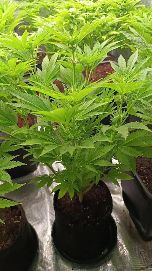 Zingatsu Xpertnutrients