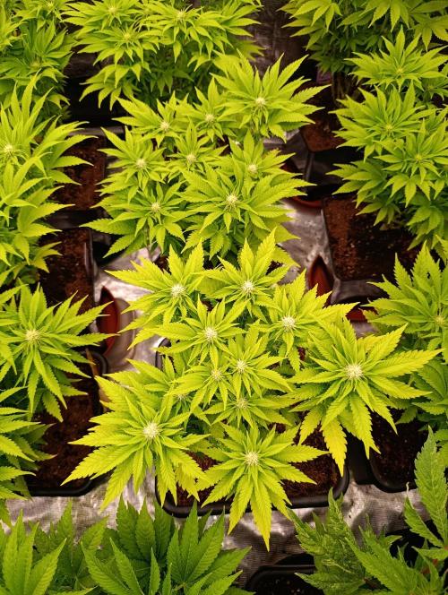 Red Banana Pudding II Marshydro. Week 9