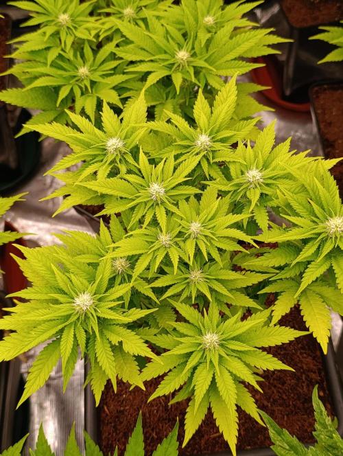 Red Banana Pudding II Marshydro. Week 9
