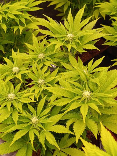 Red Banana Pudding II Marshydro. Week 9