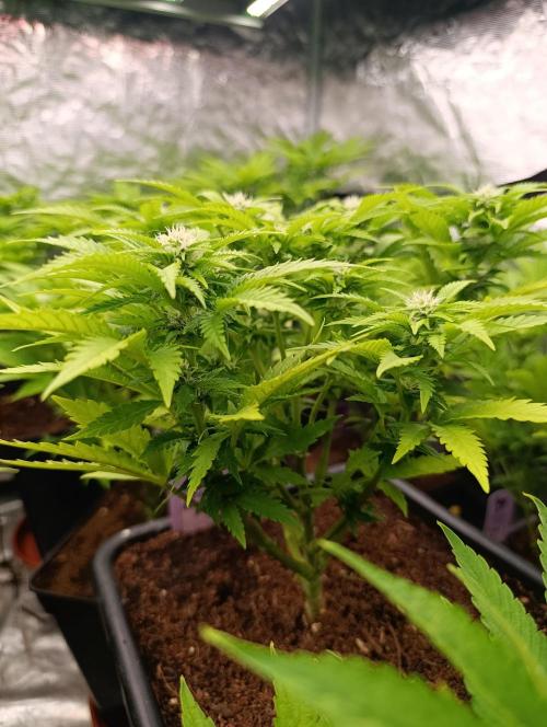 Red Banana Pudding II Marshydro. Week 9