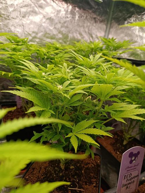 Red Banana Pudding II Marshydro. Week 9