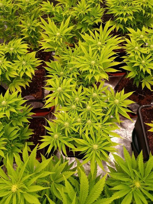 Privileged Baddie Xpertnutrients. Week 9