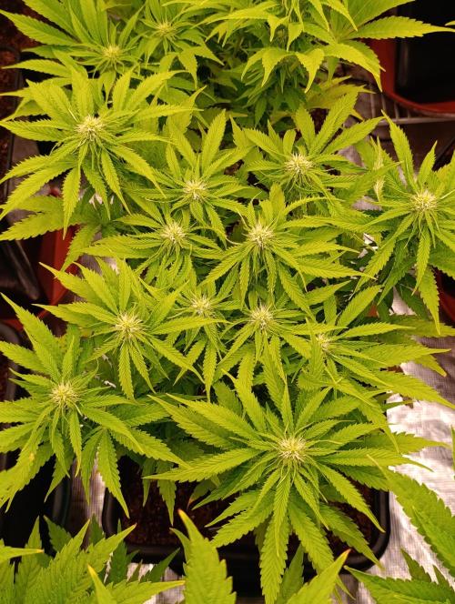 Privileged Baddie Xpertnutrients. Week 9