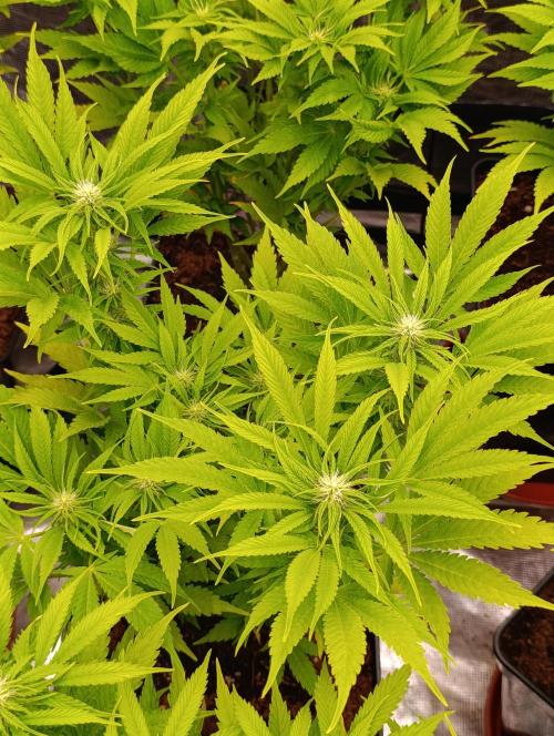 Privileged Baddie Xpertnutrients. Week 9