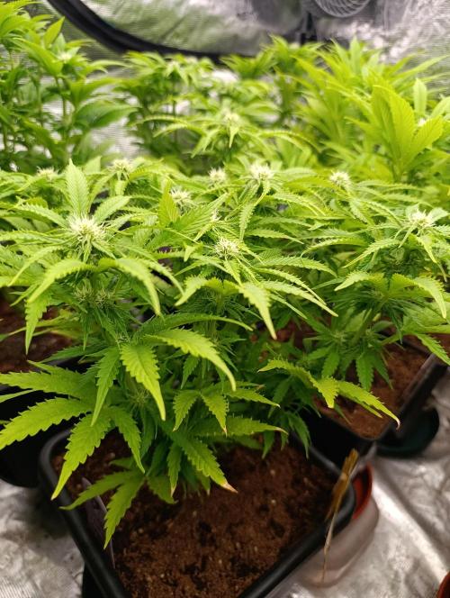Privileged Baddie Xpertnutrients. Week 9