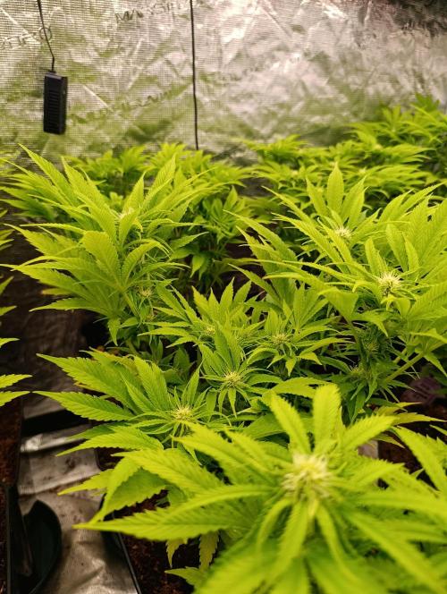 Privileged Baddie Xpertnutrients. Week 9