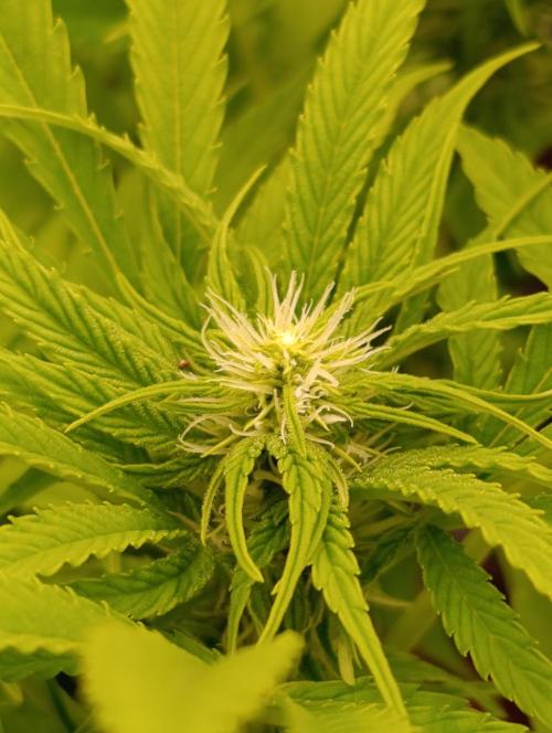 Privileged Baddie Xpertnutrients. Week 9