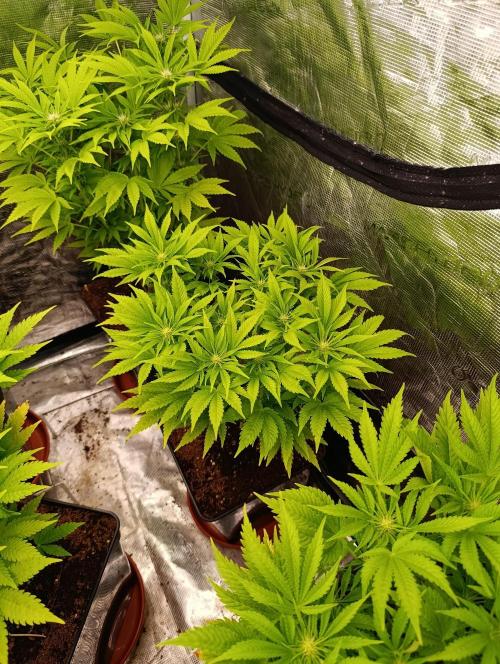 Sour Puffs Xpertnutrients. Week 9