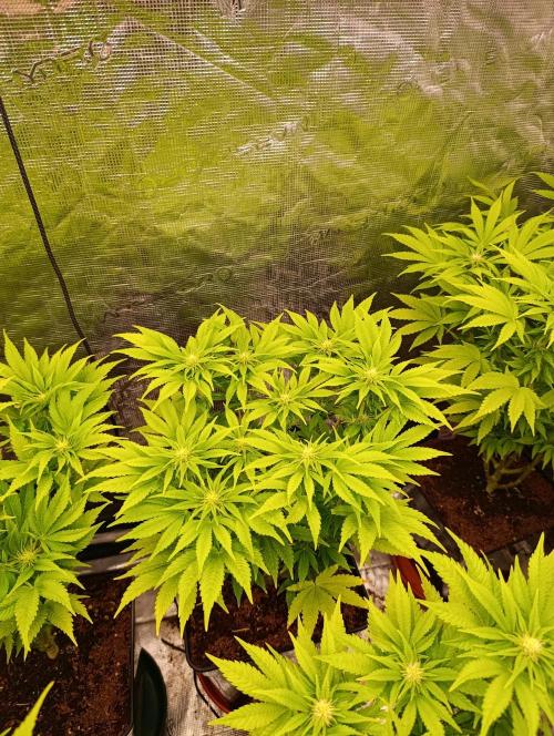 Sour Puffs Xpertnutrients. Week 9