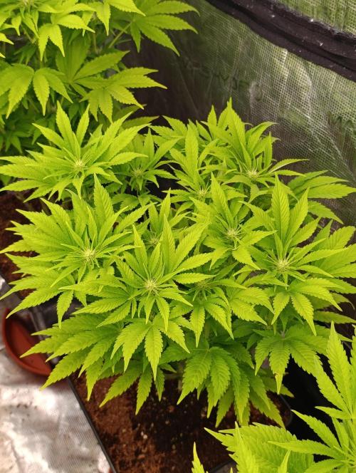 Sour Puffs Xpertnutrients. Week 9