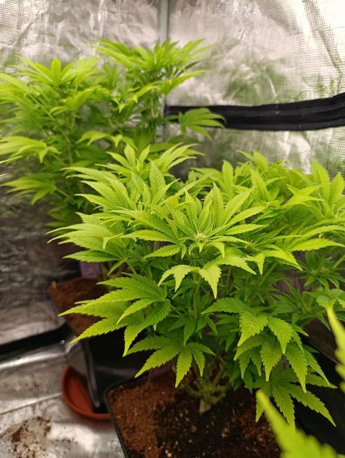 Sour Puffs Xpertnutrients. Week 9