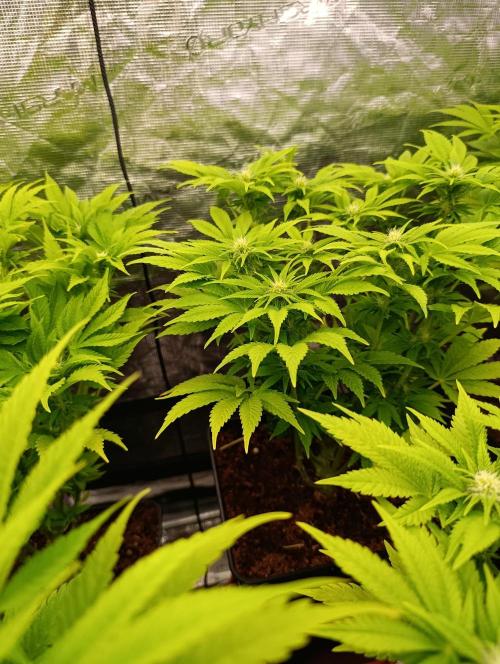 Sour Puffs Xpertnutrients. Week 9