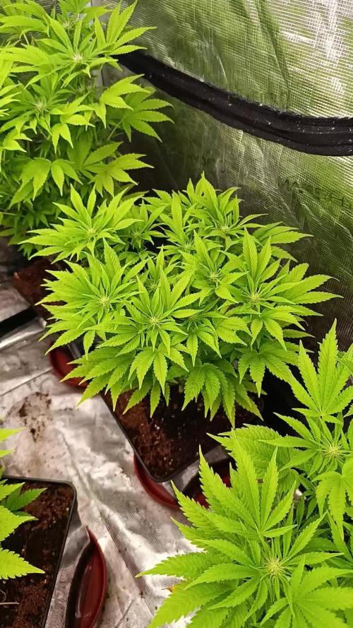 Sour Puffs Xpertnutrients