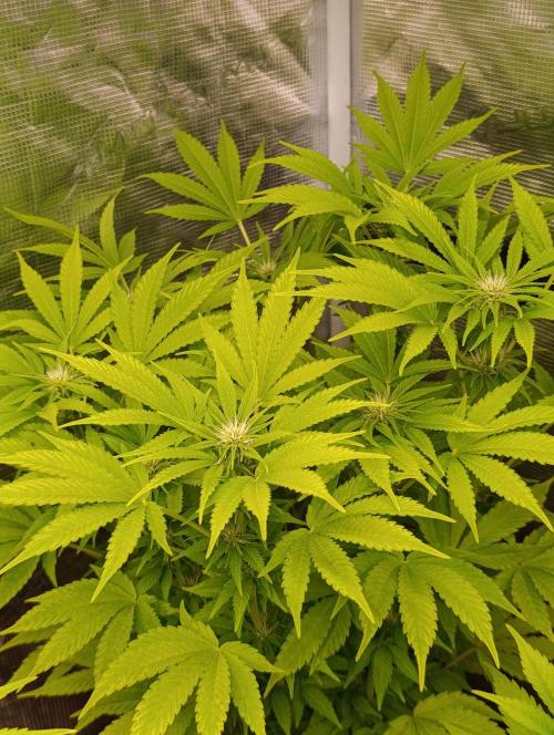 Cali Crasher Marshydro. Week 9