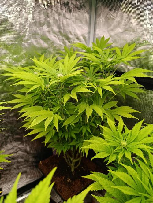 Cali Crasher Marshydro. Week 9