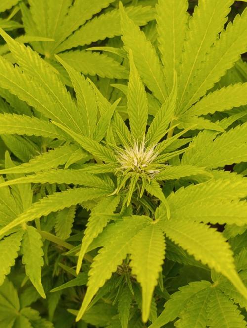 Cali Crasher Marshydro. Week 9