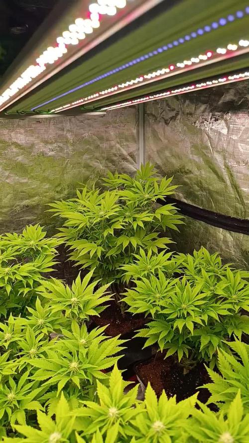 Cali Crasher Marshydro