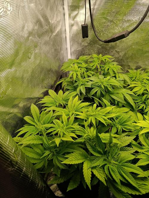 Zour MelonZ Test & Xpertnutrients. Week 7