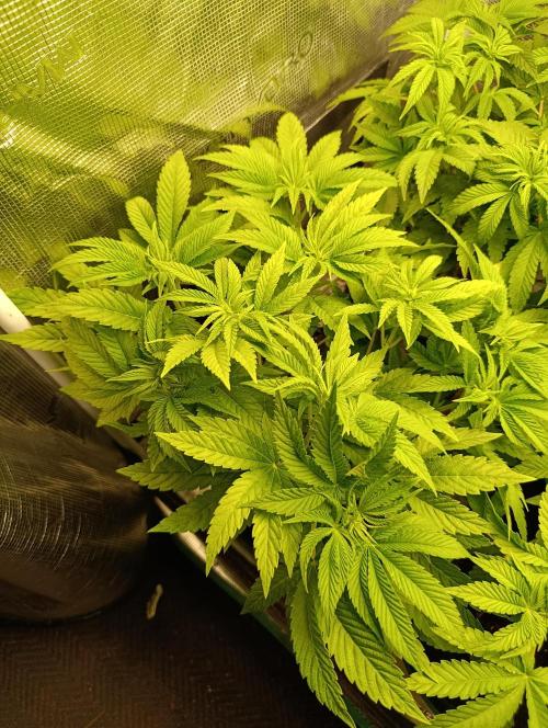 Zour MelonZ Test & Xpertnutrients. Week 7