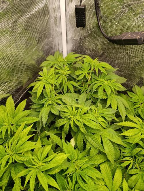 Zour MelonZ Test & Xpertnutrients. Week 7