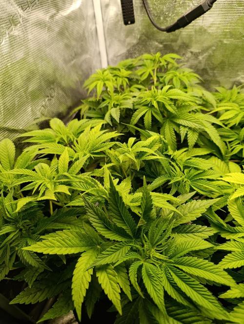 Zour MelonZ Test & Xpertnutrients. Week 7