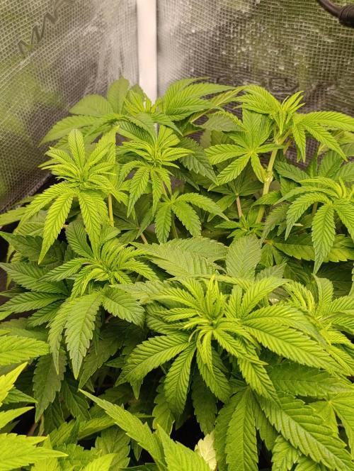 Zour MelonZ Test & Xpertnutrients. Week 7