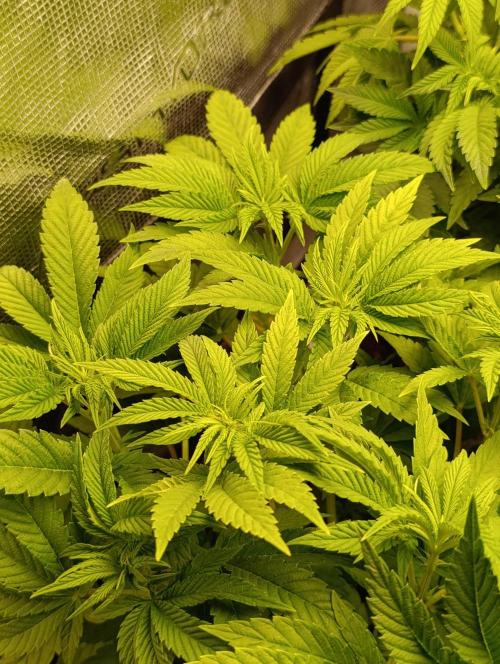 Zour MelonZ Test & Xpertnutrients. Week 7
