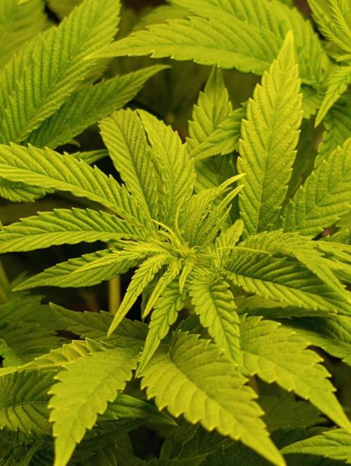 Zour MelonZ Test & Xpertnutrients. Week 7