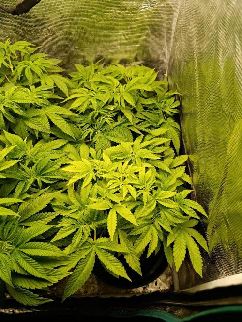 GokuZ OG Test & Marshydro. Week 7