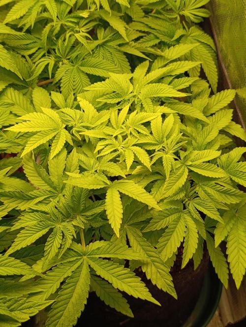 GokuZ OG Test & Marshydro. Week 7