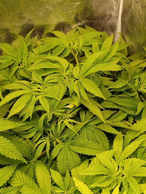 GokuZ OG Test & Marshydro. Week 7