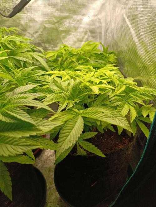 GokuZ OG Test & Marshydro. Week 7