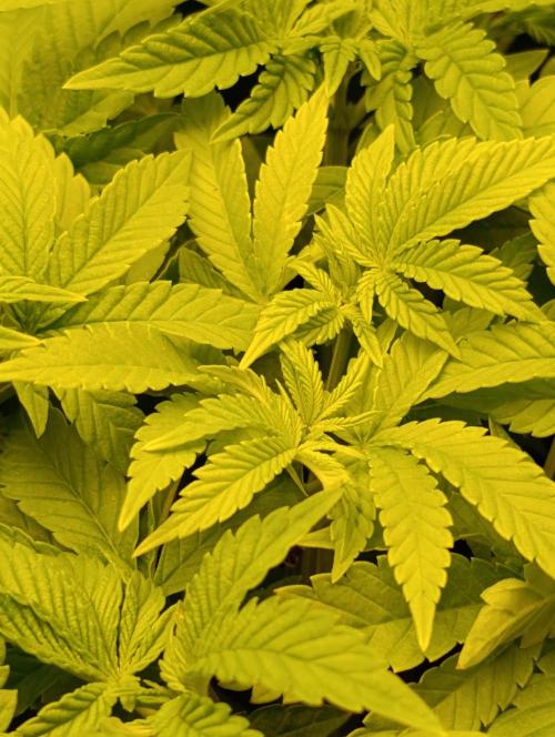 GokuZ OG Test & Marshydro. Week 7