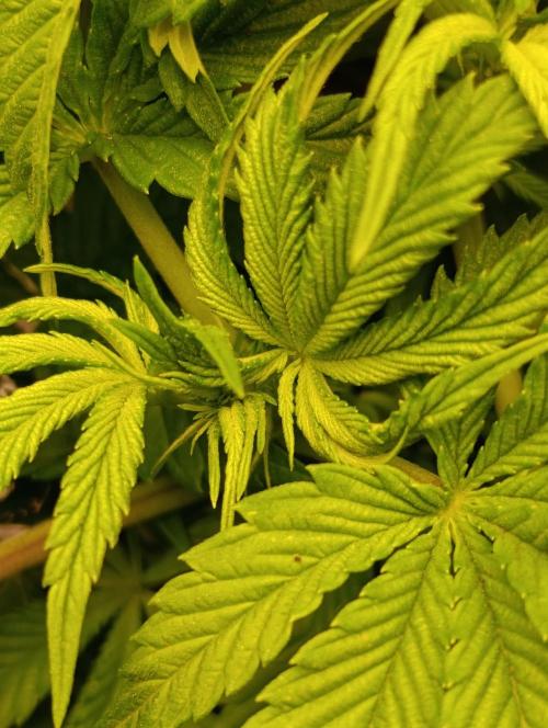 GokuZ OG Test & Marshydro. Week 7