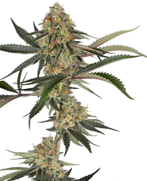 Super Lemon Cherry. Week 0