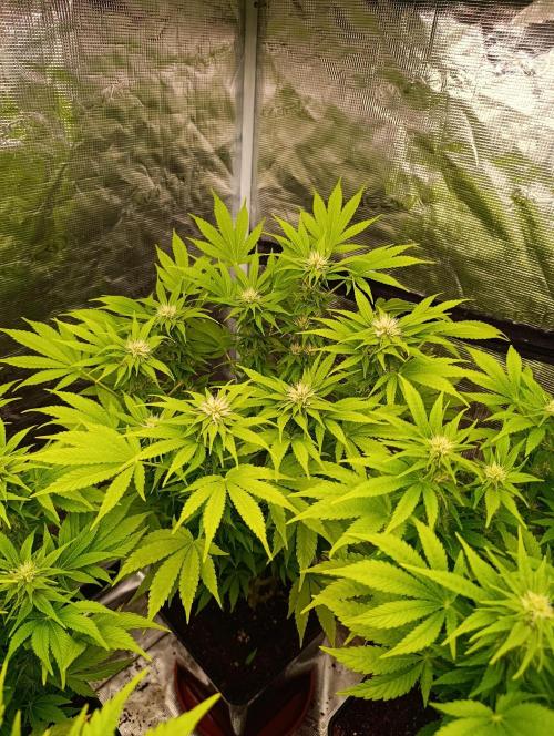 Cali Crasher Marshydro. Week 10